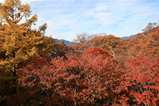nikko01