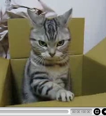 cat1
