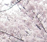 sakura2005