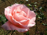 a pink