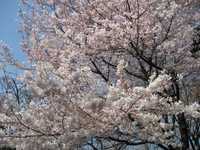 桜3