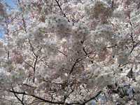 桜5