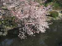 桜1