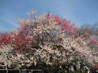 桜2