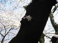 桜10