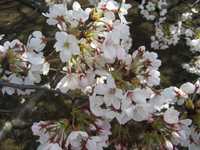 桜6