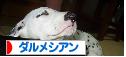セーラのバナー5