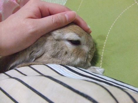 �楺�����
