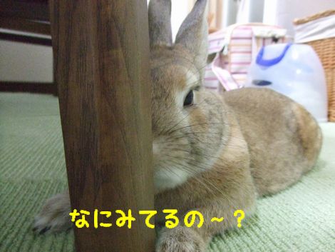 �楺��