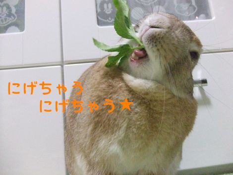 �楺��