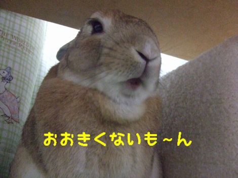 �楺��
