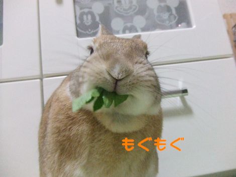 �楺��