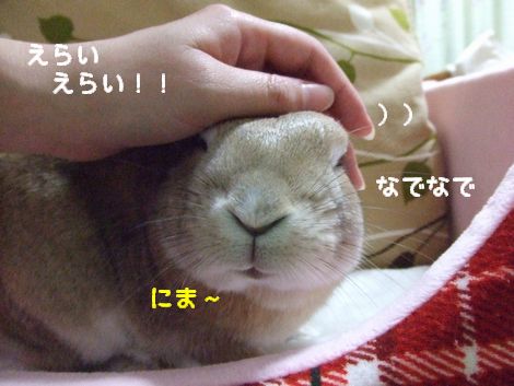 �楺��