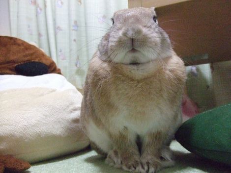 �楺��