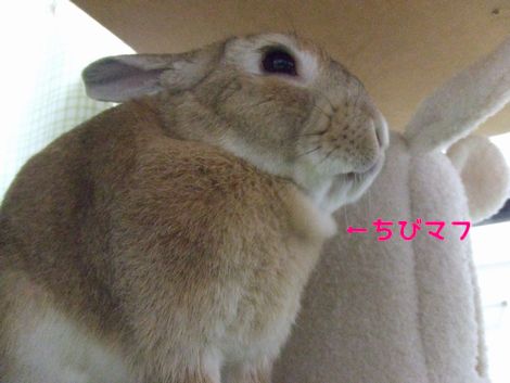 �楺��