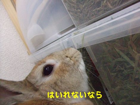 �楺��