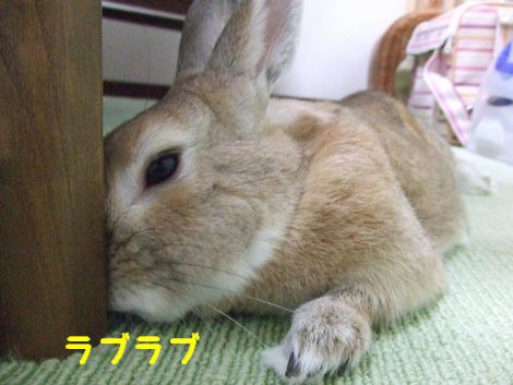 �楺��
