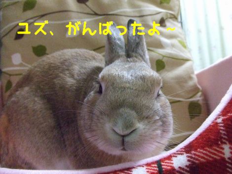 �楺��