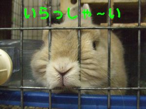��֥�ӣ�