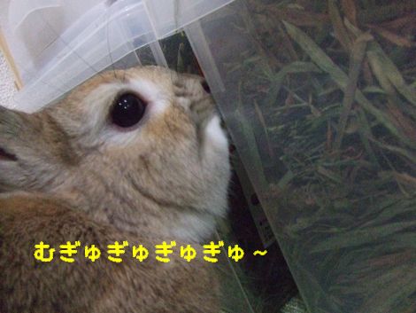 �楺��