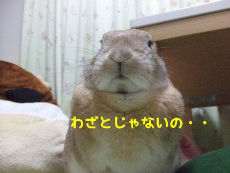 �楺��