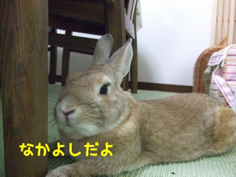 �楺��
