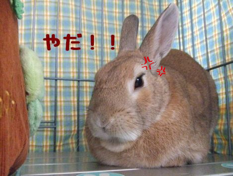 BlogPaint