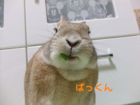 �楺��