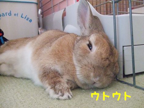 �楺��