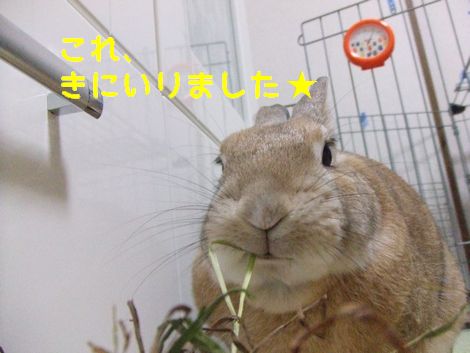 �楺��