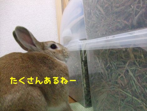 �楺��
