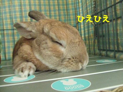 �楺��