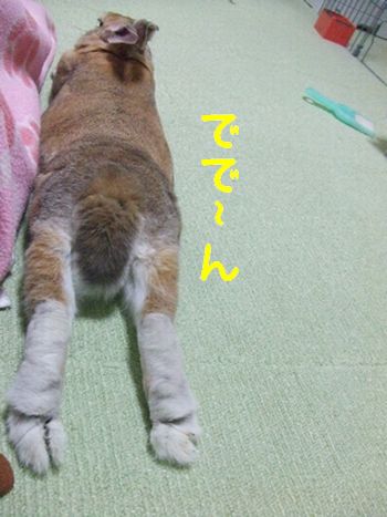 �楺��