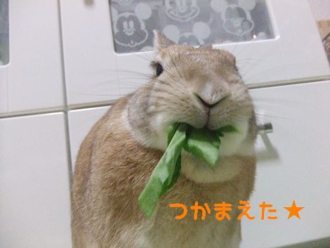 �楺��