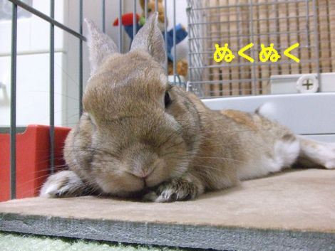 �楺��