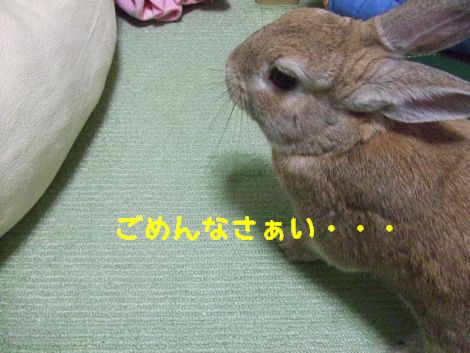 �楺��
