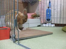 �楺��