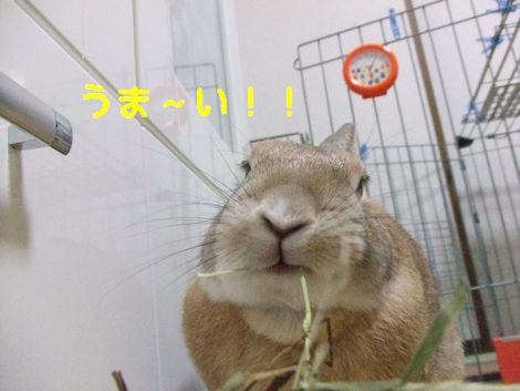 �楺��