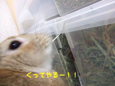 �楺��