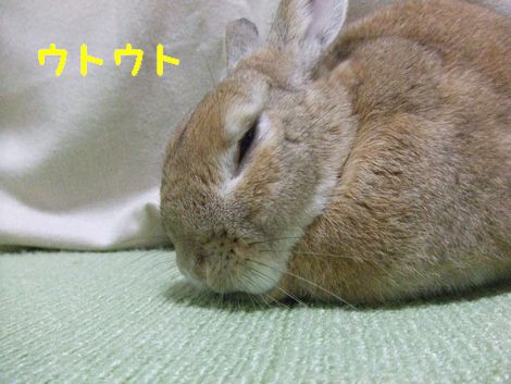 �楺��