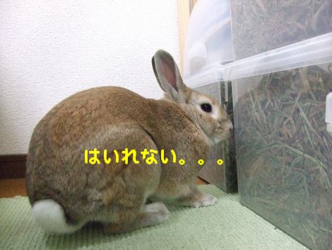 �楺��