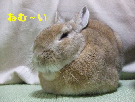 �楺��