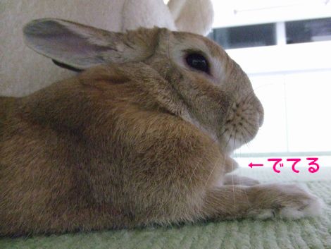 �楺��