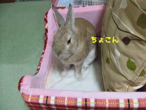 �楺