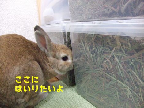 �楺��