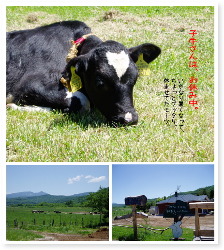 子牛さん、お休み中