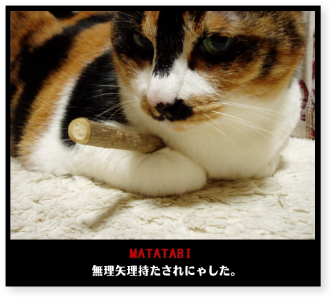 マタタビとブーコ