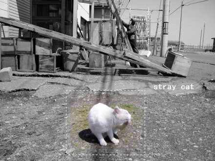 野良猫ちゃん