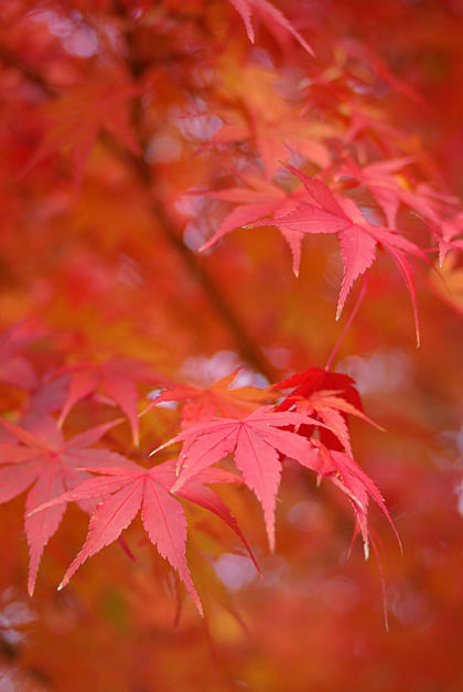 momiji_01
