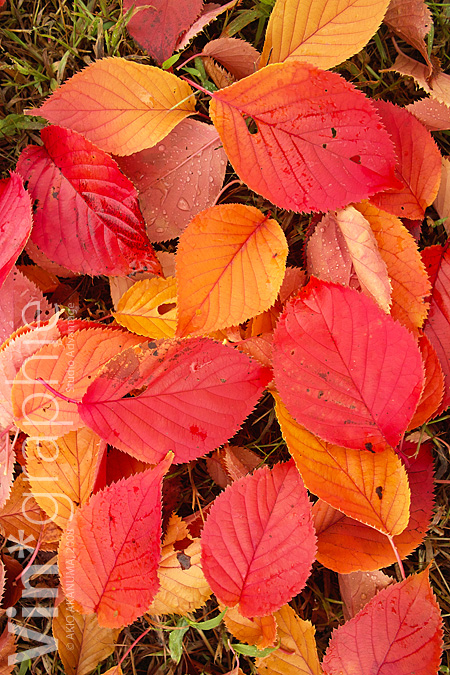 red_leaf08